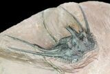 Kettneraspis Prescheri Trilobite - Long Occipital Spine #74705-2